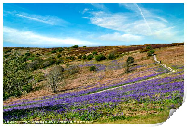 Bluebell Path Isle Of Wight Print by Wight Landscapes