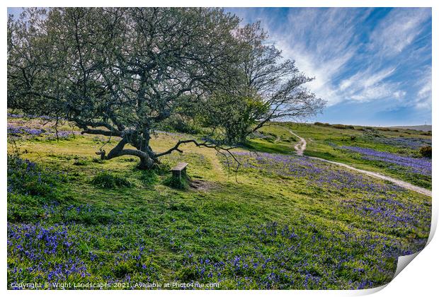 Blubell Bench Isle Of Wight Print by Wight Landscapes