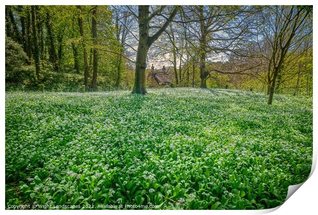 Wild Garlic Carpet Isle Of Wight Print by Wight Landscapes