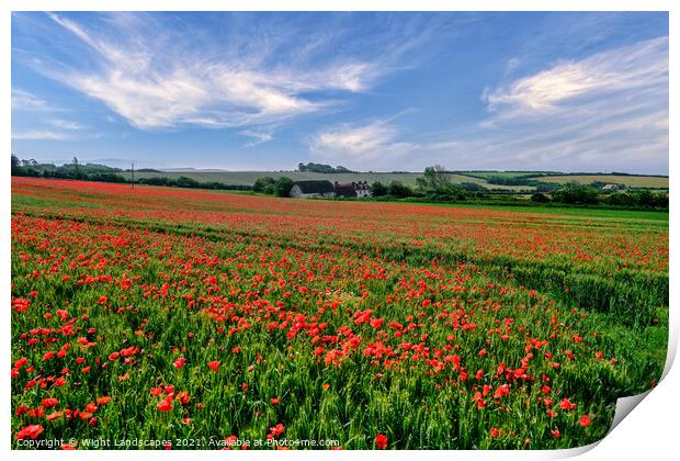 Isle Of Wight Poppies Print by Wight Landscapes