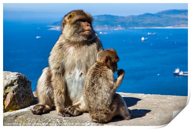 Barbary Macaques Rock Of Gibraltar Print by Wight Landscapes