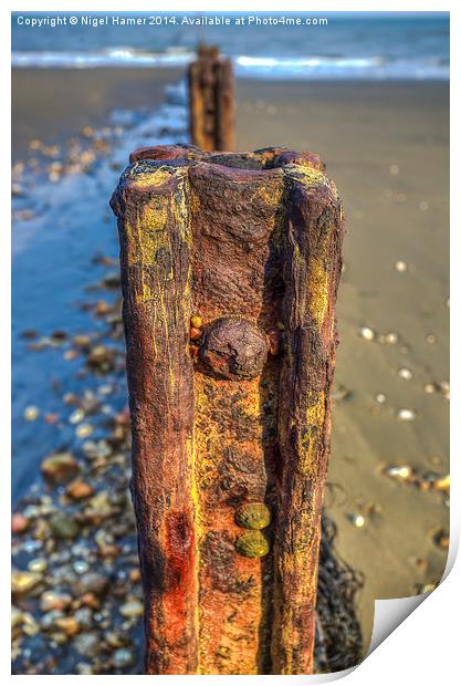 Barnacle Bill Print by Wight Landscapes