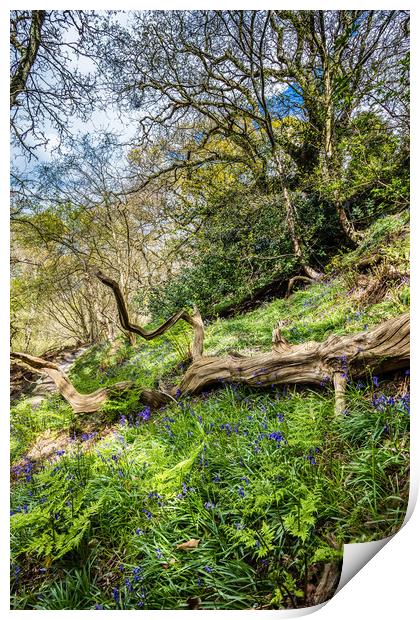 America Wood Bluebells Print by Wight Landscapes