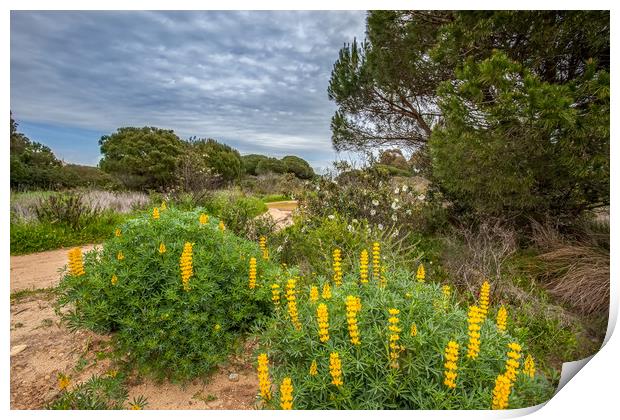 Wild Lupins Print by Wight Landscapes