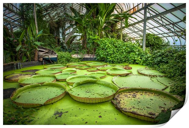Giant Waterlily Pads Print by Wight Landscapes