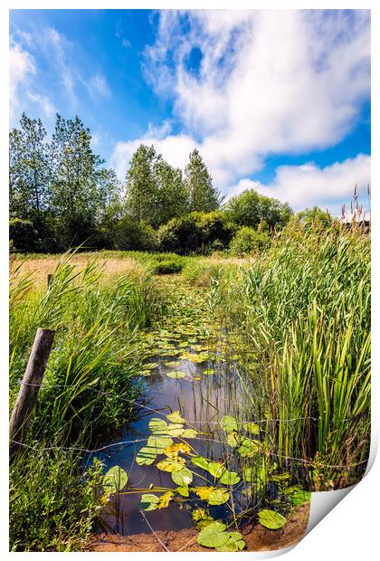 Brading Marsh Summer Water Meadow Print by Wight Landscapes