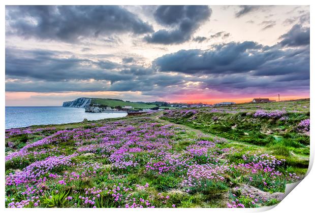 Freshwater Bay Sea Thrift Sunset Print by Wight Landscapes