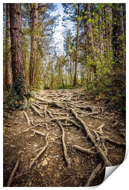 Spaghetti Junction Print by Wight Landscapes