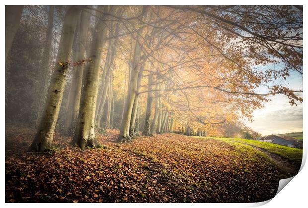 Autumn Mists Print by Wight Landscapes