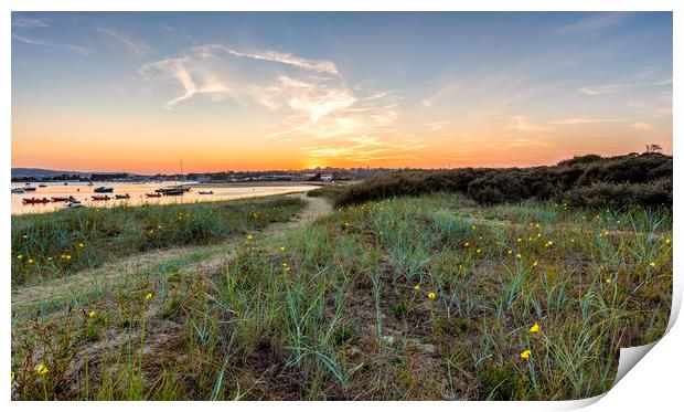 Evening Primrose Bembridge Isle Of Wight Print by Wight Landscapes