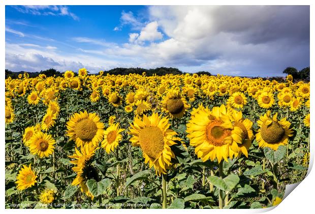 Field Of Sunflowers With A Blue Sky And Clouds Print by Wight Landscapes