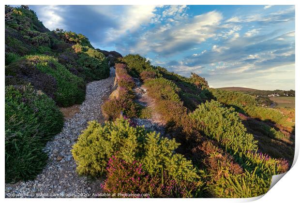Headon Hill Heather Print by Wight Landscapes