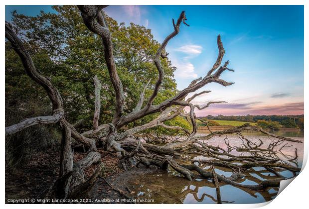 Fallen Giant Print by Wight Landscapes