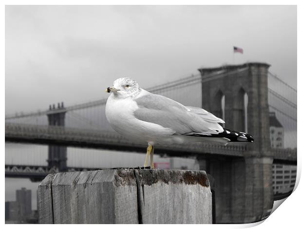 seagull in front of Brooklyn bridge in the winter  Print by Jutta Klassen