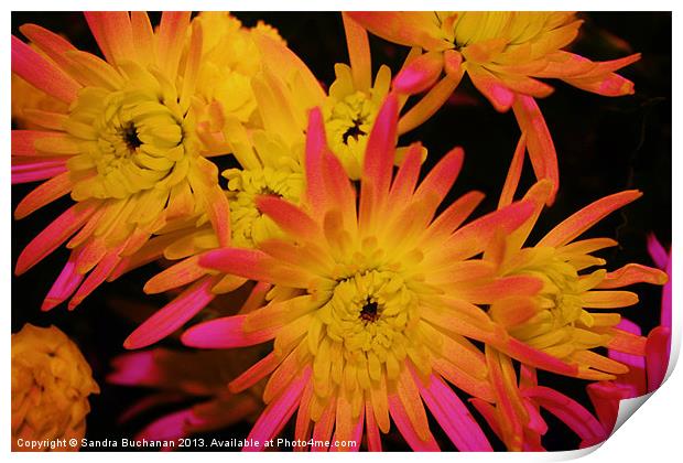 Chrysanthemum Explosion Print by Sandra Buchanan