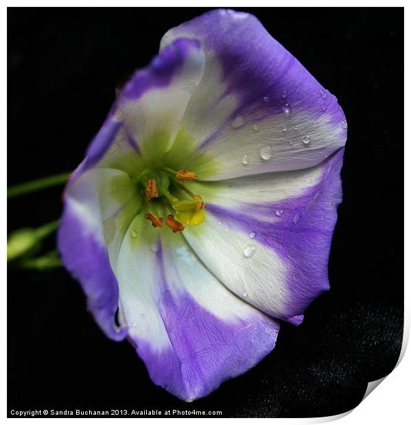 Purple & White Lisianthus Flower Print by Sandra Buchanan