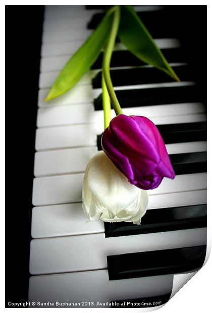 2 Tulips On Piano Keys Print by Sandra Buchanan