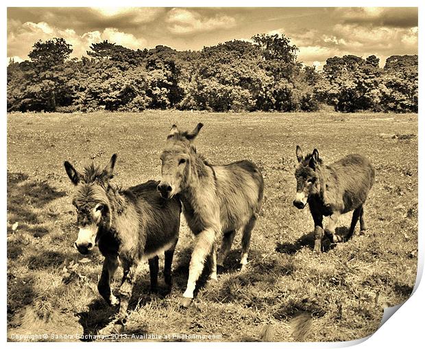 3 Little Donkeys Print by Sandra Buchanan