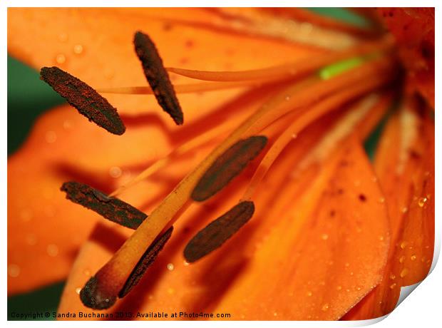 Orange Lily Print by Sandra Buchanan