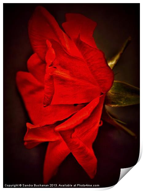 Red Rose Print by Sandra Buchanan