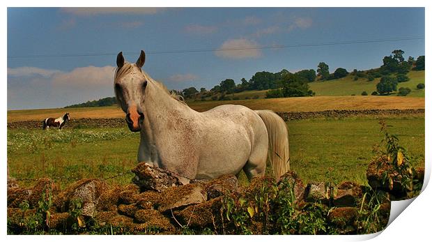 Are You Looking At Me ? Print by Sandra Buchanan