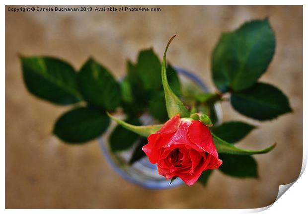 Sweet Little Rose Print by Sandra Buchanan