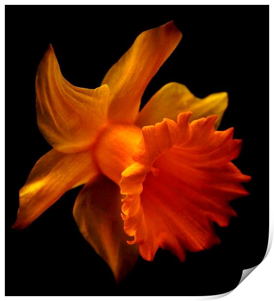 Daffodil 2 Print by Sandra Buchanan
