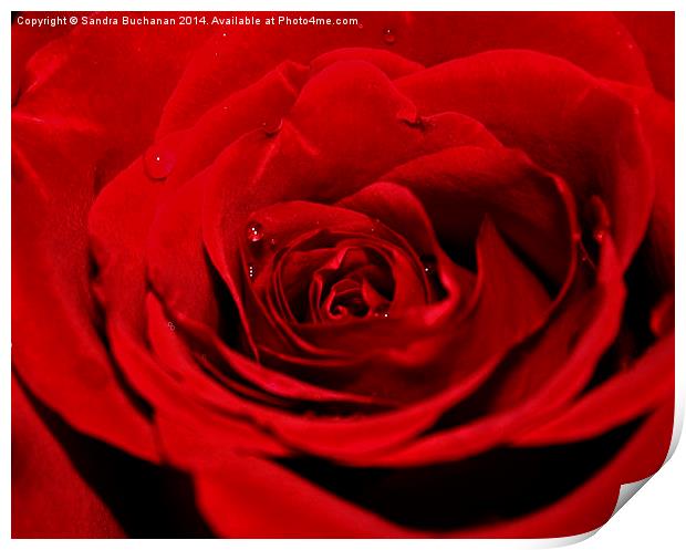 Red Rose Print by Sandra Buchanan