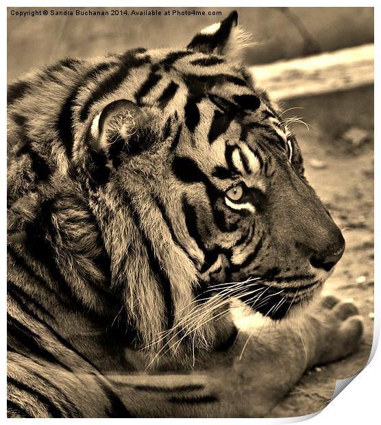 Tigers Eye Print by Sandra Buchanan