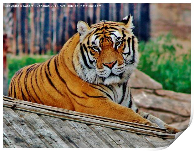 Bengal Tiger Print by Sandra Buchanan