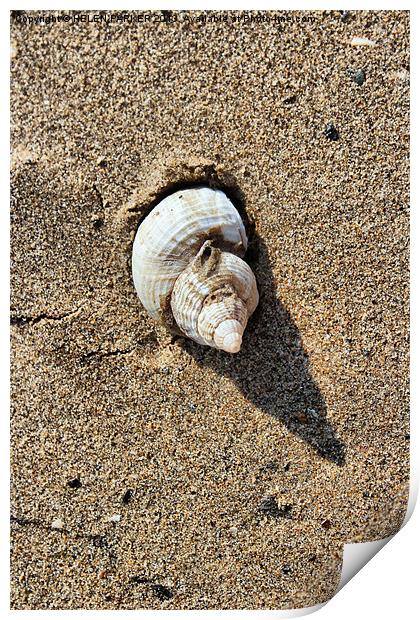 Shell and shadow Print by HELEN PARKER