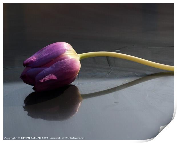 A purple tulip Print by HELEN PARKER