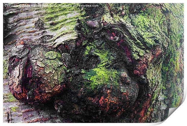 Tree Faces Print by David Hollingworth