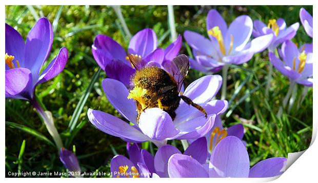 Bumblebee Collecting Pollen Print by Anna Lewis