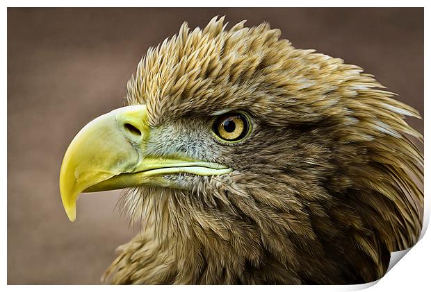 Stellers Sea Eagle Print by Don Alexander Lumsden