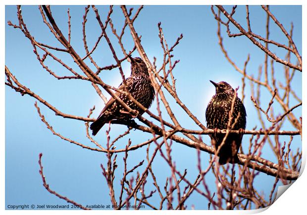 Two Starling Birds Print by Joel Woodward