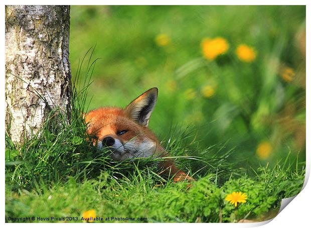 Contented Fox Print by Dave Burden
