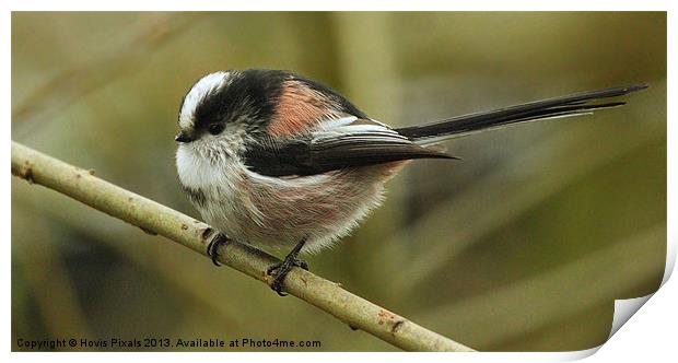 Long Tailed Tit Print by Dave Burden