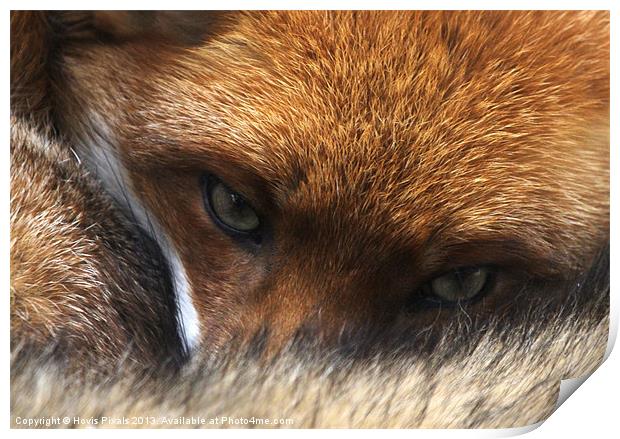 Red Fox Print by Dave Burden