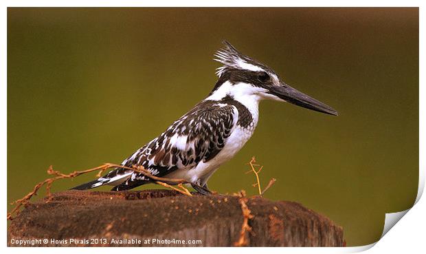 Pied Kingfisher Print by Dave Burden