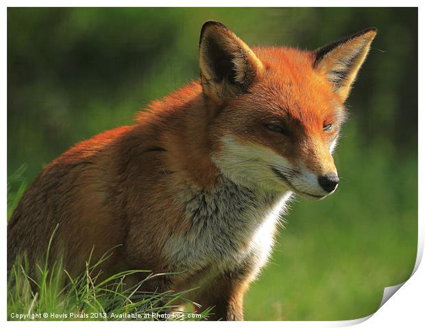 Foxy Lady Print by Dave Burden