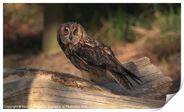 Short Eared Owl Print by Dave Burden