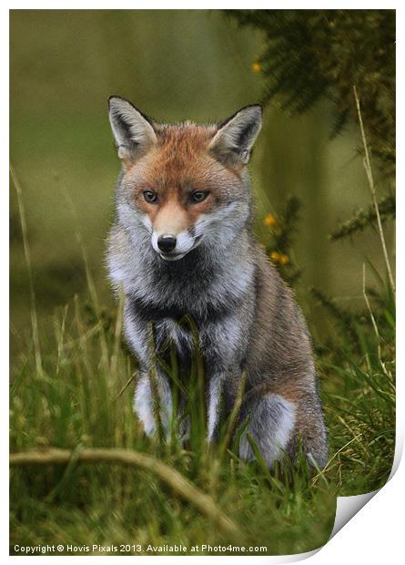 Young Fox Print by Dave Burden