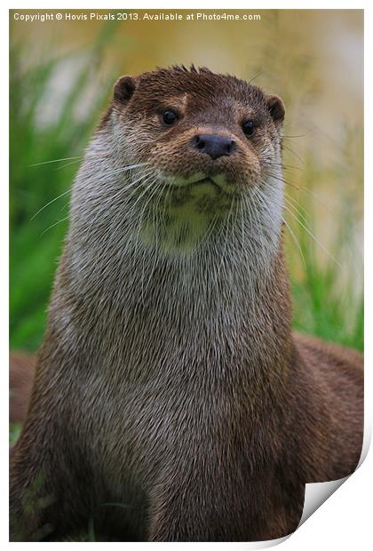 Otter ( Lutra Lutra Print by Dave Burden