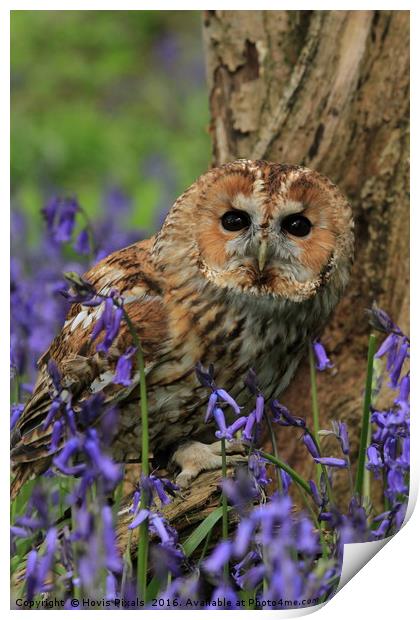 Tawny Owl and Blue Bells Print by Dave Burden