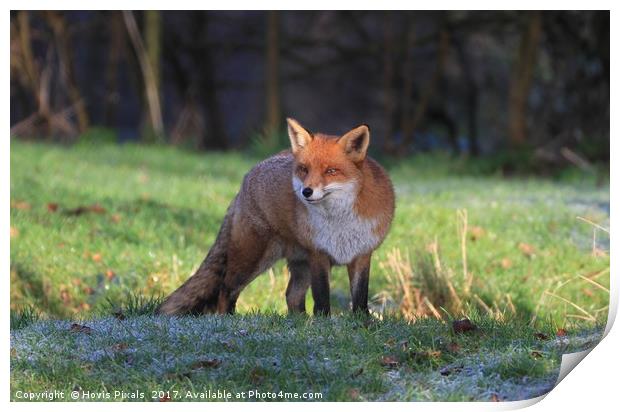 Frosty Fox Print by Dave Burden