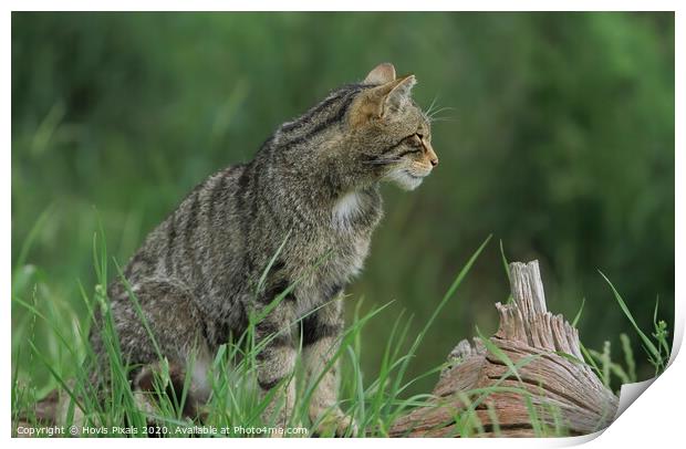 Scottish Wildcat ( profile ) Print by Dave Burden