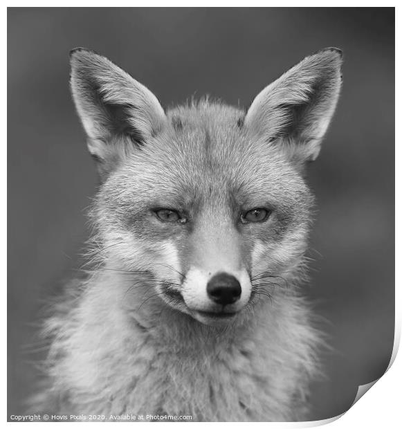 Red Fox ( Mono ) Print by Dave Burden