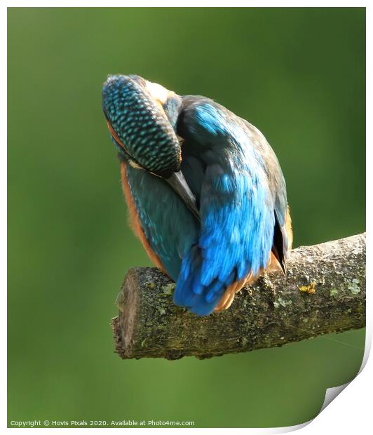 Kingfisher ( preening ) Print by Dave Burden