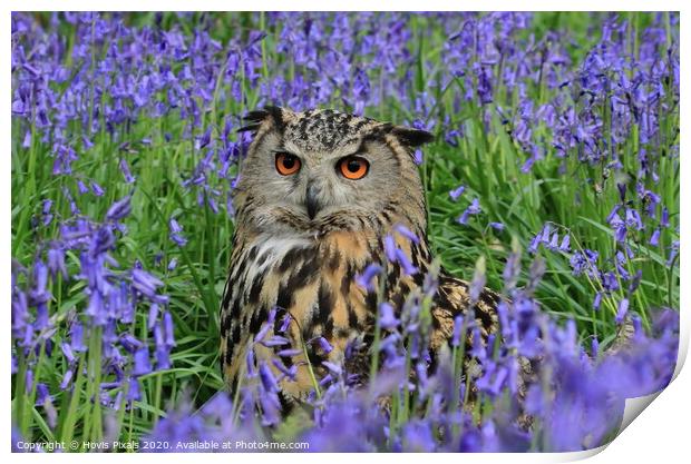 Eagle Owl Bluebells. Print by Dave Burden